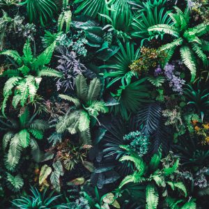 Peinture sur toile Un Jardin Plein De Feuilles Et De Fleurs Tropicales – Image 1