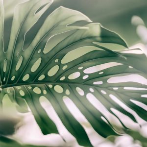 Peinture sur toile Feuille De Monstera Se Bouchent – Image 1