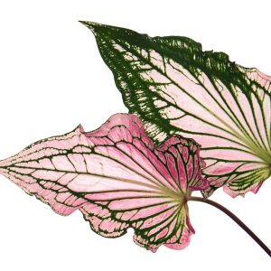 Peinture sur toile Feuilles De Caladium En Gros Plan – Image 1