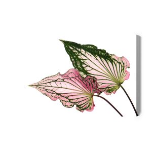 Peinture sur toile Feuilles De Caladium En Gros Plan – Image 2