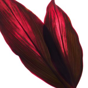 Peinture sur toile Feuilles De Buisson De Cordyline – Image 1