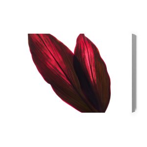 Peinture sur toile Feuilles De Buisson De Cordyline – Image 2