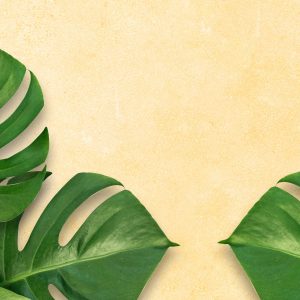 Peinture sur toile Feuilles De Monstera Sur Fond Beige – Image 1