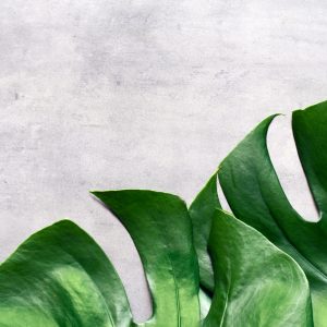 Peinture sur toile Feuilles De Monstera Sur Fond De Béton – Image 1