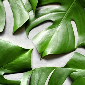 Peinture sur toile Feuilles De Monstera Sur Fond Gris – Image 1