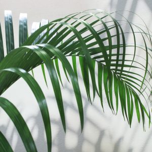 Peinture sur toile Feuille De Palmier Verte Avec Effet 3D – Image 1