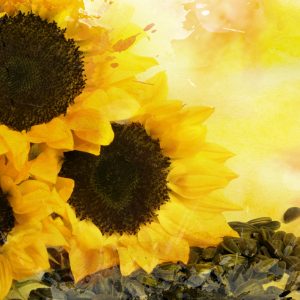 Peinture sur toile Fleurs Et Graines De Tournesol Peintes À L'aquarelle – Image 1