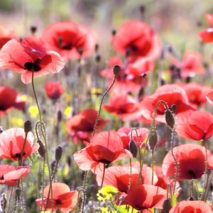 Peinture sur toile Coquelicots Au Soleil – Image 1