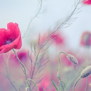 Peinture sur toile Coquelicots Délicats – Image 1