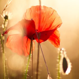 Peinture sur toile Coquelicots Au Soleil – Image 1