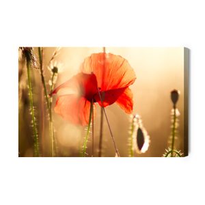 Peinture sur toile Coquelicots Au Soleil – Image 2