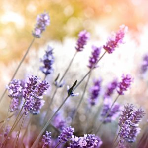Peinture sur toile De Lavande En Fleurs – Image 1