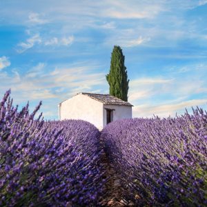 Peinture sur toile Belles Fleurs De Lavande – Image 1