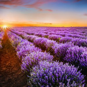 Peinture sur toile Lavande Au Coucher Du Soleil – Image 1