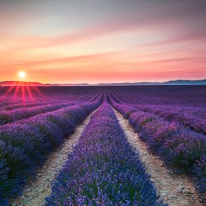 Peinture sur toile Le Champ De Lavande En Fleurs – Image 1