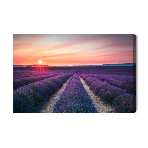 Peinture sur toile Le Champ De Lavande En Fleurs – Image 2