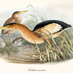 Peinture sur toile Des Oiseaux Aquatiques – Image 1