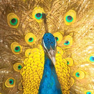 Peinture sur toile Beau Paon Coloré – Image 1