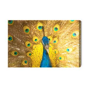 Peinture sur toile Beau Paon Coloré – Image 2