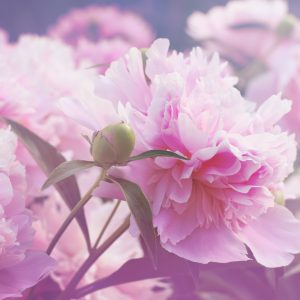 Peinture sur toile Roses Pivoines Lumineuses – Image 1