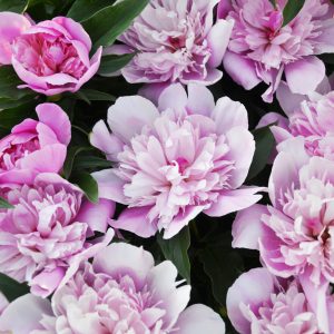Peinture sur toile Pivoines Parmi La Verdure – Image 1