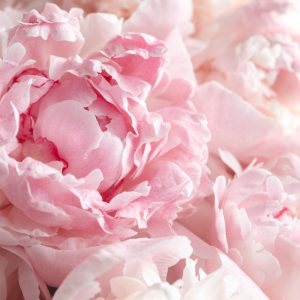 Peinture sur toile Pivoines En Rose Clair – Image 1