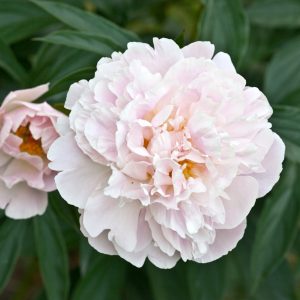 Peinture sur toile Pivoine Lumineuse – Image 1