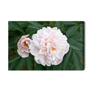 Peinture sur toile Pivoine Lumineuse – Image 2