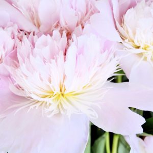Peinture sur toile Pivoine Rose En Rose Clair – Image 1