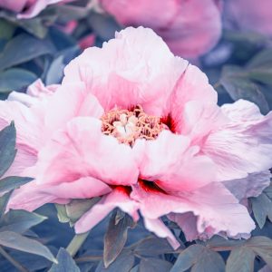 Peinture sur toile Pivoine Dans Le Jardin – Image 1