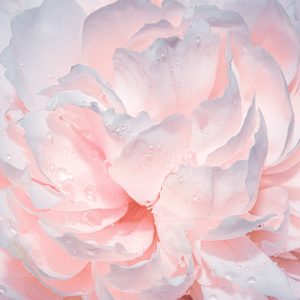 Peinture sur toile Pivoines En Gouttes D'eau – Image 1