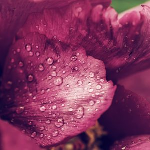 Peinture sur toile Pivoine Roses Avec Rosée – Image 1