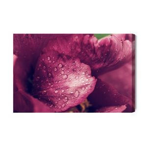 Peinture sur toile Pivoine Roses Avec Rosée – Image 2