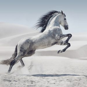 Peinture sur toile Cheval Dans Le Désert – Image 1