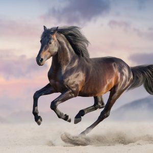 Peinture sur toile Cheval Au Galop – Image 1