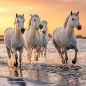 Peinture sur toile Chevaux Au Bord De La Méditerranée – Image 1