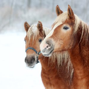 Peinture sur toile Chevaux Dans La Neige – Image 1