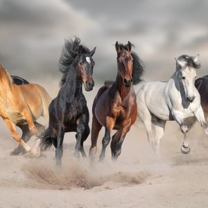 Peinture sur toile Chevaux Au Bord De La Mer – Image 1