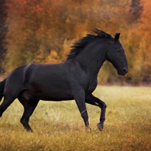 Peinture sur toile Cheval Noir Dans La Clairière – Image 1