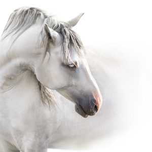 Peinture sur toile Un Cheval Blanc Dans Le Brouillard – Image 1