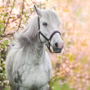 Peinture sur toile Cheval Sur Fond De Fleurs – Image 1
