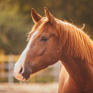 Peinture sur toile Un Cheval Dans Le Paddock – Image 1