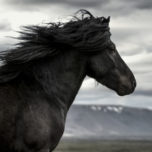 Peinture sur toile Cheval Noir Sur Fond De Nuages – Image 1