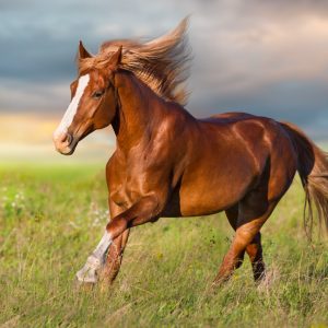 Peinture sur toile Cheval Au Galop Dans La Clairière – Image 1