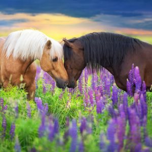 Peinture sur toile Chevaux Amoureux Des Fleurs – Image 1