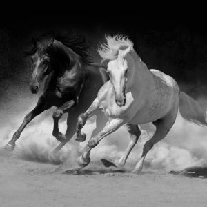 Peinture sur toile Chevaux En Noir Et Blanc – Image 1
