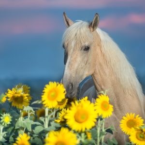 Peinture sur toile Cheval Et Tournesols – Image 1