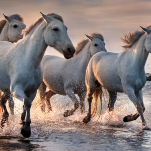 Peinture sur toile Chevaux Blancs Dans La Mer – Image 1
