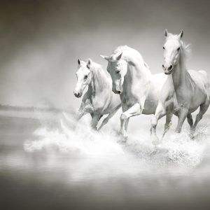 Peinture sur toile Chevaux En Noir Et Blanc – Image 1