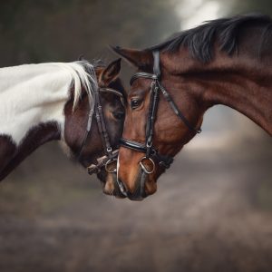 Peinture sur toile Beaux Chevaux Dans Les Bois – Image 1